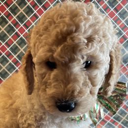 Assorted Doodle Crosses and Goldendoodle Puppies from Little Acre Doodles