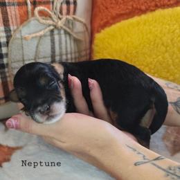 Neptune - Black tri-color male Aussiedoodle puppy in Prescott Valley, Arizona from Ramirez Family Doodles