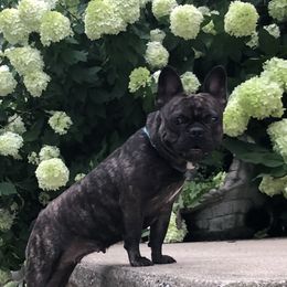 Piper - French Bulldog