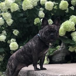 Piper - French Bulldog