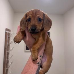 Lolli - Red female Dachshund puppy in Magnolia, Texas from Little Honey’s Dachshunds
