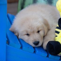 Monica - Golden female Golden Retriever puppy in Windsor, Colorado from HiCountry Goldens