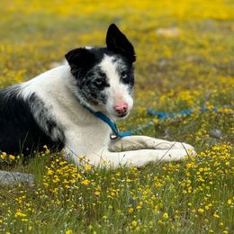 Bella - Border Collie
