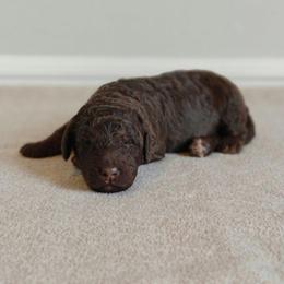 Chewy - Brown male Bernedoodle puppy in Guthrie, Oklahoma from Edmond Doodles, LLC