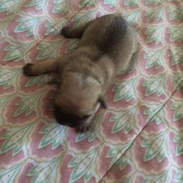 Pug Puppies from House of Briggs Pugs