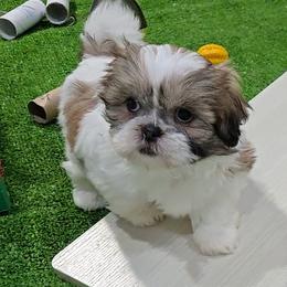 Roz - Brindle and white female Shih Tzu puppy in Aurora, Missouri from KnJ Precious Paws LLC