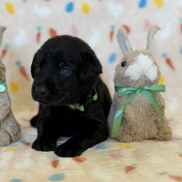 Mr. Olive - Black male Labrador Retriever puppy in Overton, Nevada from Sinfully Sweet Kennel