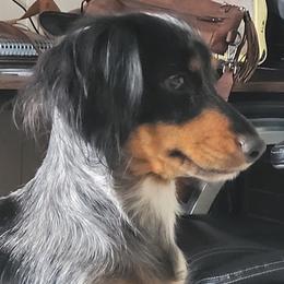 Cali - Dachshund