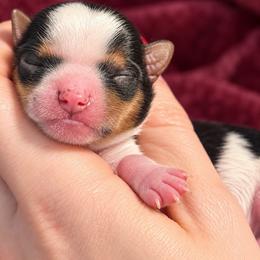 Little Otis - Parti male Yorkshire Terrier puppy in Hope, Indiana from DJ Yorkies