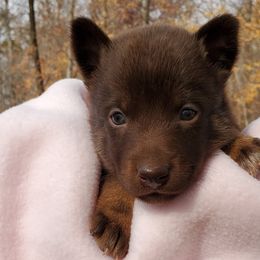 Girl 2 - Liver Lapponian Herder puppy in Cambridge, Minnesota from Kuulas Kennels