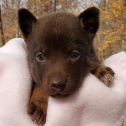 Girl 2 - Liver Lapponian Herder puppy in Cambridge, Minnesota from Kuulas Kennels