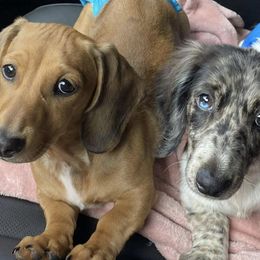 Dachshunds from Wyatt's Dachshunds