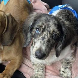 Dachshunds from Wyatt's Dachshunds