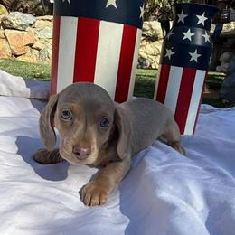 Puppy 3 - Fawn (isabella) and tan male Dachshund puppy in Riverside, California from Saddle Up Dachshunds