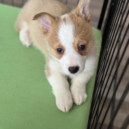 Pembroke Welsh Corgi Puppies from C & C Colorado Corgis