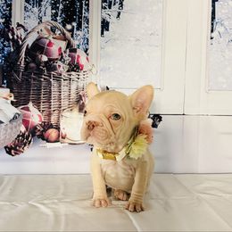 Tinker bell - Fawn and white female French Bulldog puppy in Plano, Illinois from Velvet Fluffy Pups