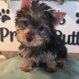 Hayden - Black and gold male Yorkshire Terrier puppy in Clermont, Florida from Bella's Prissy Butts