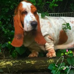 Ima - Basset Hound