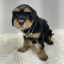 Geraldine - Black female Australian Labradoodle puppy in Avon, Indiana from Forever Friends Labradoodles