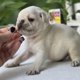 Lemon - White male Pug puppy in Cincinnati, Ohio from Pugs513