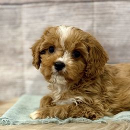 Thor - Red male Cavapoo puppy in Logan, Utah from Mountain View Doodles