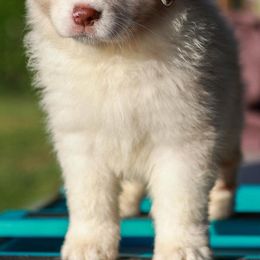 Australian Shepherds from Akamai Aussies