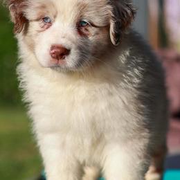 Australian Shepherds from Akamai Aussies