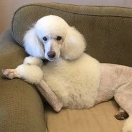 Elizabeth - Poodle