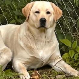 Macey - Yellow female Labrador Retriever puppy in Harlan, Kentucky from Kamalot Kennels