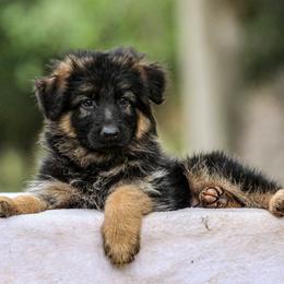German Shepherd Puppies from Zwinger Vom Greifjäger