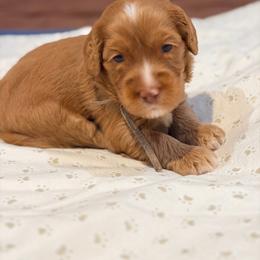 Napster - Caramel red male Australian Labradoodle puppy in Alamo, Texas from QuiSal Labradoodles