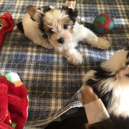 Yorkshire Terrier Puppies from Jackie Jenny’s Precious Yorkies