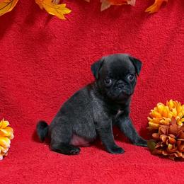 Dark Brindle Boy - Silver male Pug puppy in Tulsa, Oklahoma from Locust Creek Pugs & Japanese Chin's