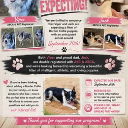 Border Collie Puppies from DiCola Farm