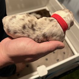 Australian Shepherd Puppies from Ruff & Tumble Australian Shepherds
