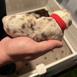 Australian Shepherd Puppies from Ruff & Tumble Australian Shepherds