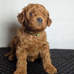 Boy 4 - male Schnoodle puppy in Caldwell, Idaho from Boise Doodle Co.