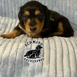 Peter - Black and tan male Dachshund puppy in Ramona, Oklahoma from Schmitt Dachshunds