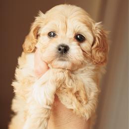 Lucky - Apricot male Cavapoo puppy in Moses Lake, Washington from The Cav Family