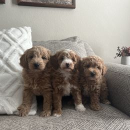 Goldendoodle Puppies from C.P. Puppy Buddies