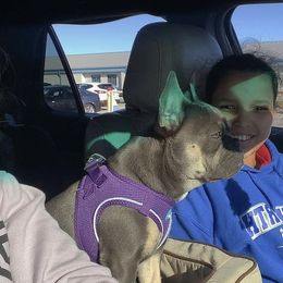 French Bulldogs from LaFlorida Frenchies