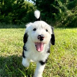Lamb Chop - Black and white female Sheepadoodle puppy in Adams, Nebraska from Boxcar Doodles and Poodles