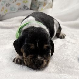 Green Girl - Black white and tan female Beagle puppy in Lore City, Ohio from Loves Kennel