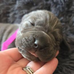 Magenta Collar - Gray female Cane Corso puppy in Henry, Virginia from Hardradas Dynasty Cane Corso