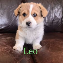 Pembroke Welsh Corgi Puppies from Country Rubys