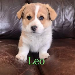 Pembroke Welsh Corgi Puppies from Country Rubys