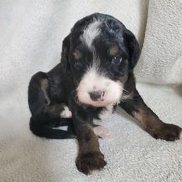 Goldie - Black female Sheepadoodle puppy in Bellevue, Iowa from Fluffy Wonders Poms and Doodles