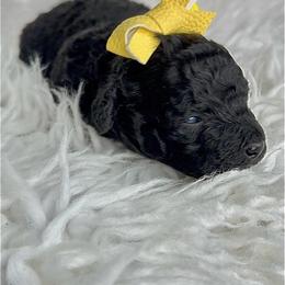 Penelope - Black female Poodle puppy in Tampa, Florida from Designer Puppy Boutique