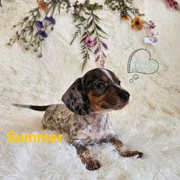 Summer Black and tan dapple pie - Black and tan female Dachshund puppy in Herald, California from Bluegum Dachshunds