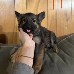 Honor - Sable female German Shepherd puppy in Statesville, North Carolina from Von Haus Morgensturm
